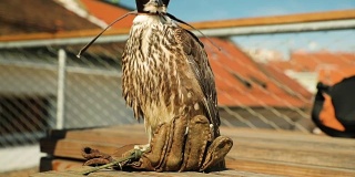 在捷克布尔诺市和捷克共和国，5个月大的雌性游隼正在准备迎接以鸽子为主的野生动物。