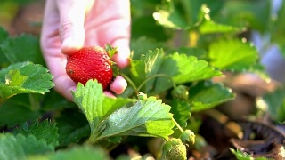在有机农场的早晨近手采摘草莓的慢镜头视频素材模板下载