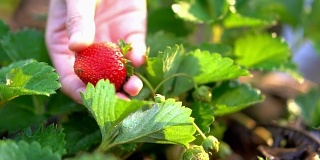 在有机农场的早晨近手采摘草莓的慢镜头
