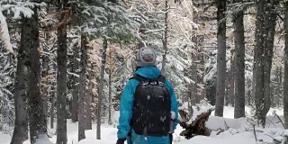 在松林里的新鲜冬雪上徒步旅行的妇女
