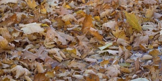 花园里的秋叶地毯特写