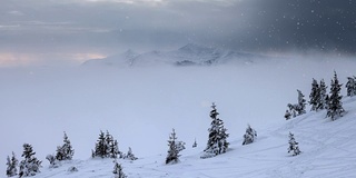 冬天山上飘落的雪花，树上覆盖着积雪