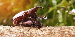 天牛甲虫在自然界中交配