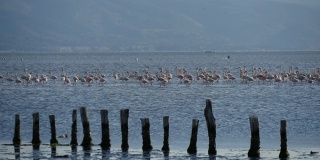 土耳其伊兹密尔市，一群火烈鸟在爱琴海觅食。