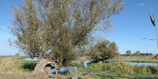 哈维尔河畔的柳树。Havelland地区景观。(德国)