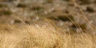 风吹干草的特写视频。宏观的画面。景深。模糊的背景，干草场。