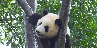 小大熊猫在树上