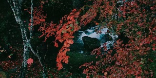 红色枫叶在龙津瀑布在秋日，日木，日本