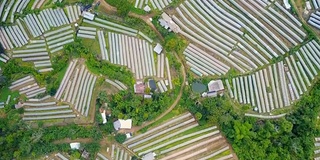 鸟瞰图美丽的农业梯田与塑料包裹在泰国北部的农业耕作概念。