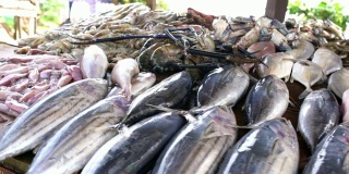 斯里兰卡市场摊位上展示的新鲜鱼类和海鲜
