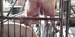 4k镜头近距离拍摄猪妈妈在工厂化养猪场小便，家畜和家畜概念