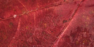 秋红叶背景宏观观，360度旋转。