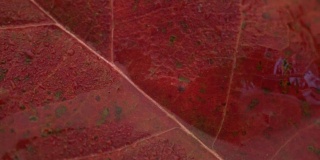 秋红叶背景宏观观，360度旋转。