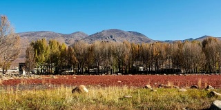 在中国稻城的秋天，桑堆红草地和银杏树的延时拍摄