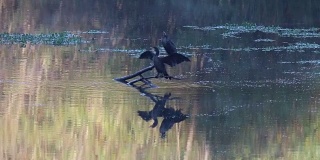 鸟类。滨江地区公园-两个美丽的湖，可以钓鱼，皮划艇，独木舟和站立划桨。