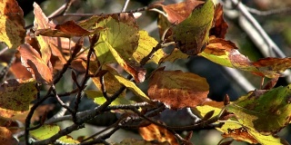 秋天的树叶在苏格兰西南部随风飘动
