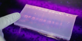 在一所大学的基因实验室里，研究人员在紫外线下检查电泳凝胶的近距离观察
