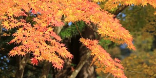 美丽的日本秋叶颜色