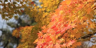 美丽的日本秋叶颜色