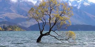 新西兰南岛瓦纳卡湖的那棵瓦纳卡树。