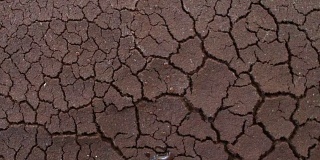 生长在龟裂地上的树。土壤在干旱中龟裂，受全球变暖的影响造成了气候变化。缺水与干旱概念。