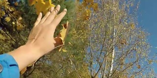秋天的心情概念女性的手触摸黄色的颜色，树上的枫叶pov