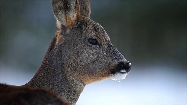 狍子