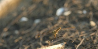 4 k:红蜻蜓