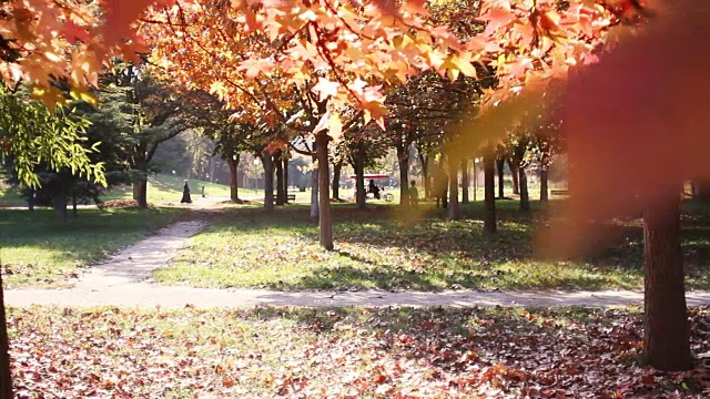 城市公园里五颜六色的秋叶。美丽的自然环境