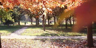 城市公园里五颜六色的秋叶。美丽的自然环境