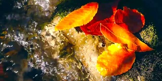 岩石上的秋叶在小溪里