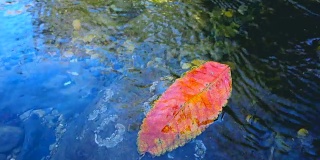 红色的落叶在水中