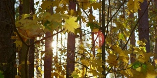 秋天的树叶落在湖滨