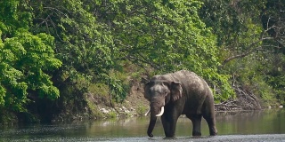 尼泊尔Bardia国家公园里的亚洲象