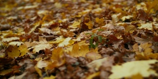 五彩缤纷的落叶落在地上