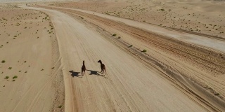 鸟瞰图两匹马在阿布扎比的哈提姆沙漠中自由奔跑。