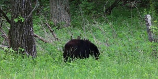 有黑熊在森林边缘
