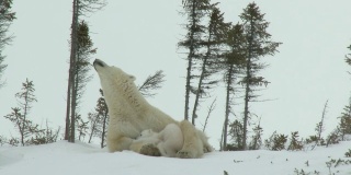 北极熊妈妈和幼崽在穴点