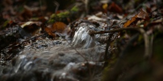 一个小溪流的特写视频与少量的纯净的山涧流水过土壤和秋天的树叶。