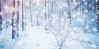 美丽的被雪覆盖的树木在冬天下雪时在森林中云杉