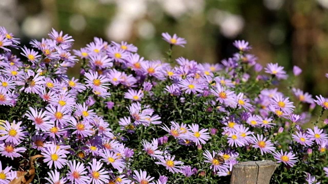 紫色纽约紫苑。有金色花心的类似雏菊的花(Symphyotrichum novii - belgium)