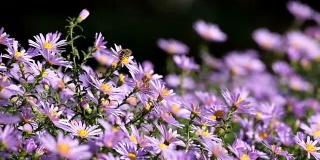 紫色纽约紫苑。有金色花心的类似雏菊的花(Symphyotrichum novii - belgium)