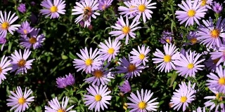 紫色纽约紫苑。有金色花心的类似雏菊的花(Symphyotrichum novii - belgium)