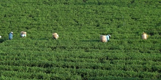 茶叶，茶园和采茶