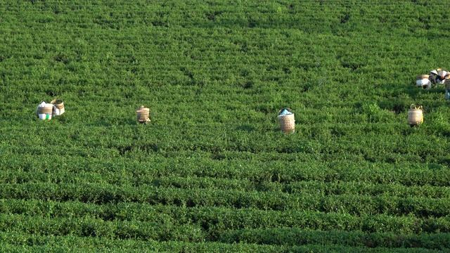 茶叶，茶园和采茶