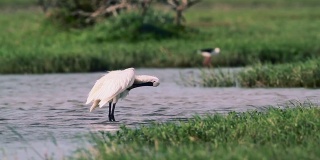 斯里兰卡本达拉国家公园里的欧亚琵鹭