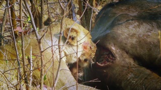 南非克鲁格国家公园里的非洲狮视频素材模板下载