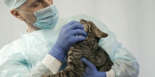 兽医抚摸小猫，手术前检查它。
