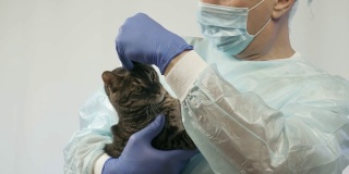 兽医抚摸小猫，手术前检查它。