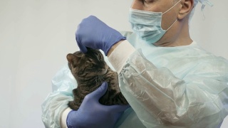 兽医抚摸小猫，手术前检查它。视频素材模板下载